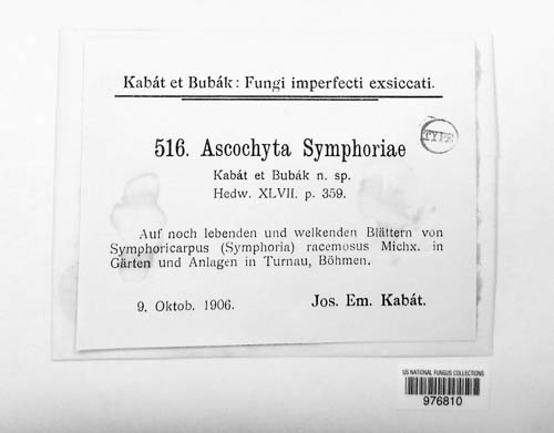 Ascochyta symphoriae image